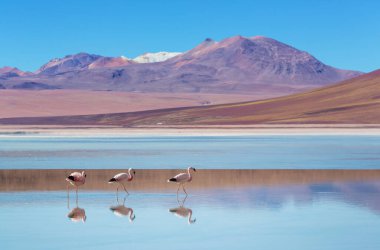 Bolivya Altiplano Gölü 'nde flamingo. Vahşi doğa.