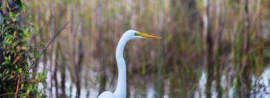 Heron Everglades NP, Florida 'da