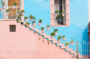 Guanajuato, Meksika 'nın renkli sokaklarında saksılar.