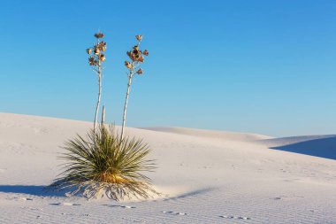 New Mexico, ABD 'deki White Sands Kumulları' ndaki alışılmadık doğal manzaralar.