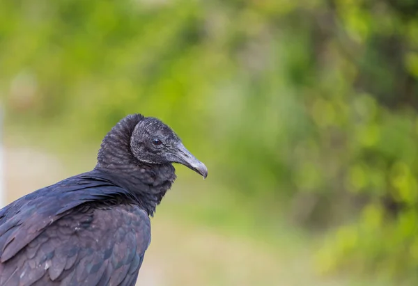 Bald Eagle Haliaeetus Leucocephalus Bird Prey Found North America Everglades — ストック写真
