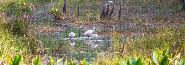Vita Egrets Ibis Sked Everglades Nationalpark Florida Usa — Stockfoto