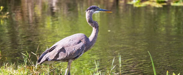 Blauwe Reiger Everglades Florida Prachtige Wilde Dieren Vogels — Stockfoto