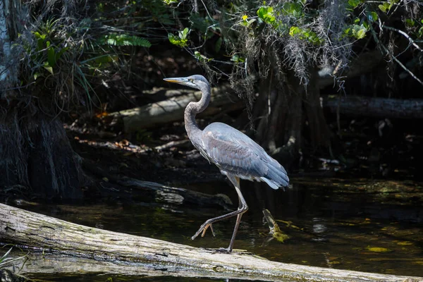 Niebieska Czapla Everglades Floryda Piękne Zwierzęta Ptaki Dzikiej Przyrody — Zdjęcie stockowe