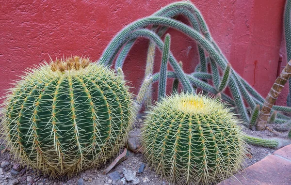 Ajtó Sok Kaktuszok Előtt Jellemző Intenzív Színek Építészetben Guanajuato Mexikó — Stock Fotó