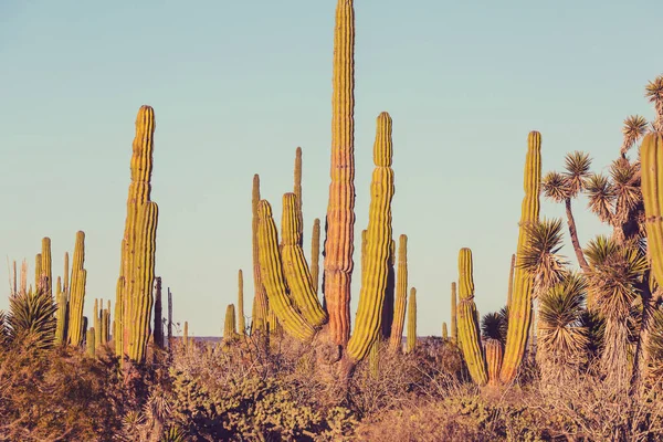 Campos Cactus Baja California — Foto de Stock