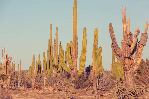 Kaktusová Pole Mexiku Baja California — Stock fotografie