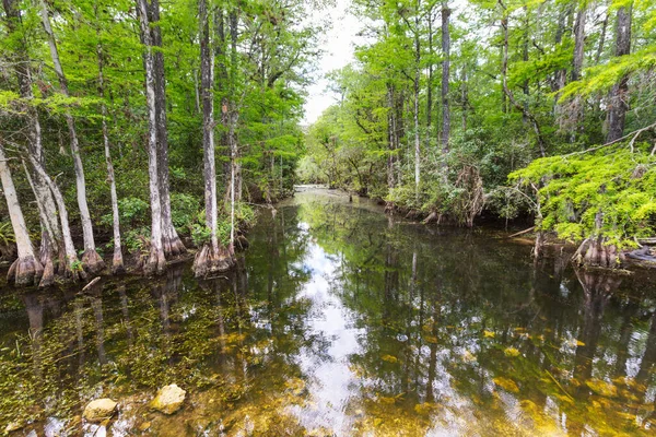 Bald Cypress Trees Reflecting Water Florida Swamp Warm Summer Day — Stock Photo, Image