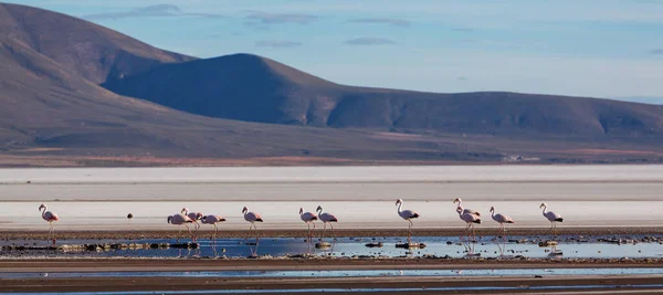 Flamingo See Des Bolivianischen Altiplano — Stockfoto