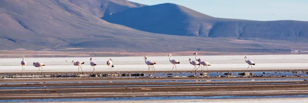 Flamingo Lago Altiplano Boliviano Natureza Natureza Selvagem — Fotografia de Stock