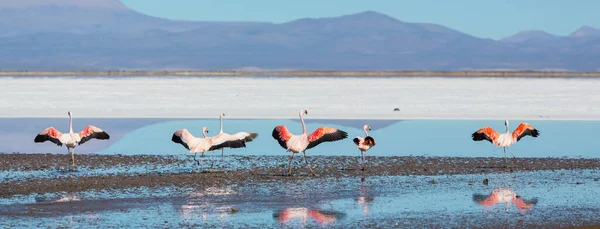 Flamingo Het Meer Van Boliviaanse Altiplano Natuur Wildernis — Stockfoto