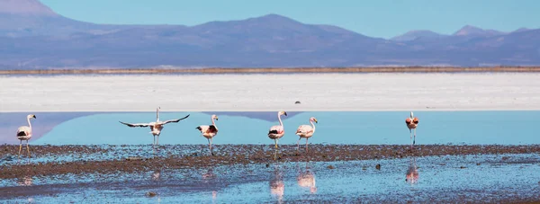 Фламинго Озере Дикой Природы Боливии Альтиплано — стоковое фото