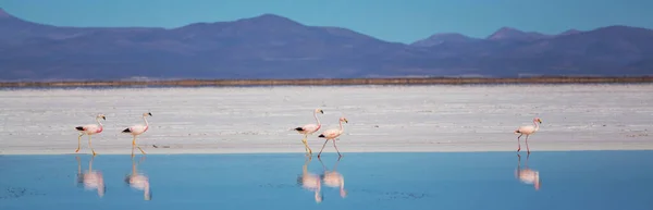 Фламинго Озере Дикой Природы Боливии Альтиплано — стоковое фото