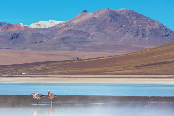 玻利维亚Altiplano野生生物自然荒野湖中的火烈鸟 — 图库照片