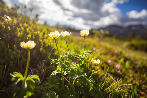 Güneşli Bir Günde Dağ Çayırı Doğal Yaz Manzarası — Stok fotoğraf