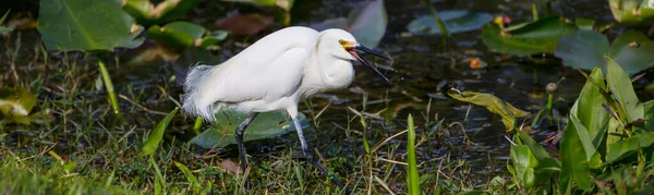 Aigrette Neigeuse Dans Parc National Des Everglades Floride — Photo