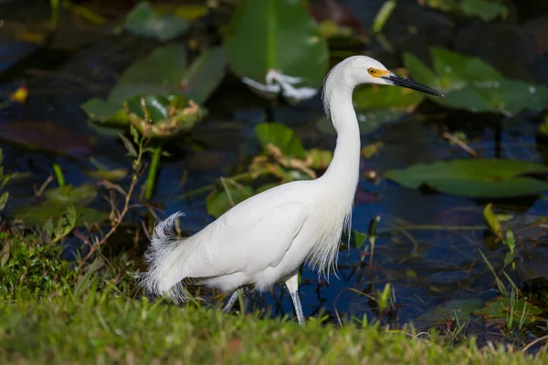 Snowy Egret Parku Narodowym Everglades Floryda — Zdjęcie stockowe