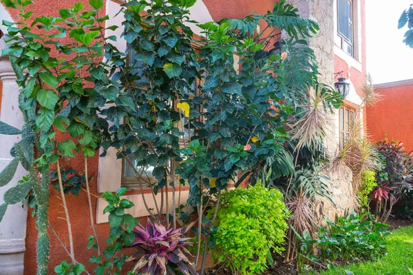 Egzotyczne Rośliny Małym Tropikalnym Ogrodzie Pobliżu Domu Meksyku — Zdjęcie stockowe