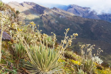 Güney Amerika 'daki Kolombiya dağlarında güzel bir bitki olan kırılgan orman ya da Espeletia.