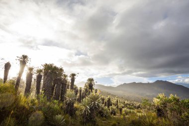 Güney Amerika 'daki Kolombiya dağlarında güzel bir bitki olan kırılgan orman ya da Espeletia.