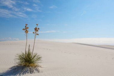 White Sands Ulusal Anıtı, New Mexico, ABD 'de alışılmadık doğal manzaralar
