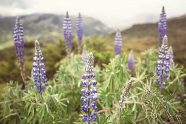 Yaz otlağında yabani çiçekler
