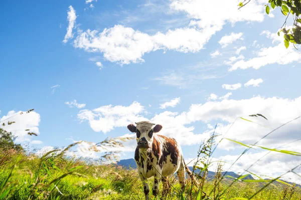 牛儿在绿色的夏季草地上 — 图库照片