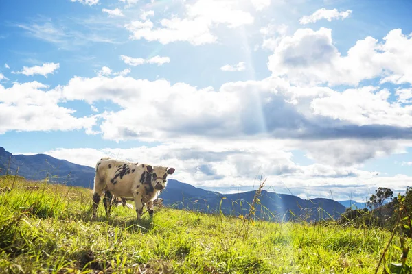 牛儿在绿色的夏季草地上 — 图库照片
