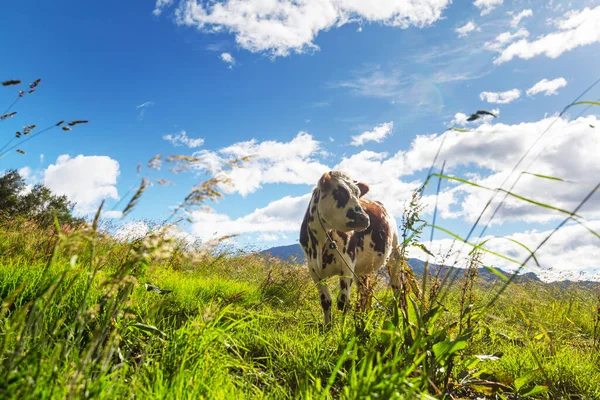 Cow Green Summer Meadow — Stock Photo, Image