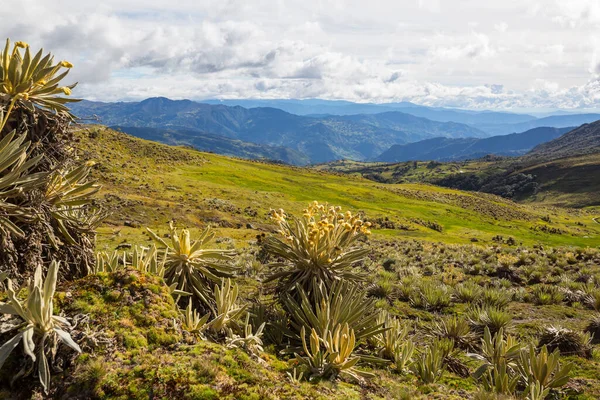 Bosque Frailejones Espeletia Una Hermosa Planta Las Montañas Colombianas América —  Fotos de Stock