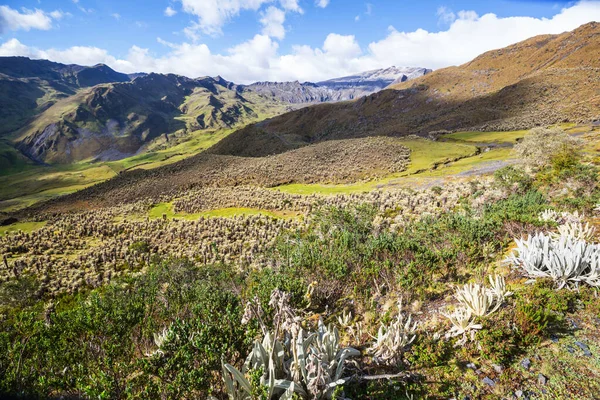 Bosque Frailejones Espeletia Una Hermosa Planta Las Montañas Colombianas América —  Fotos de Stock