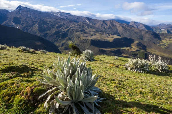 Bosque Frailejones Espeletia Una Hermosa Planta Las Montañas Colombianas América — Foto de Stock
