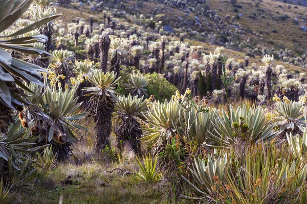 Ліс Шахраїв Або Espeletia Прекрасна Рослина Колумбійських Горах Південна Америка — стокове фото
