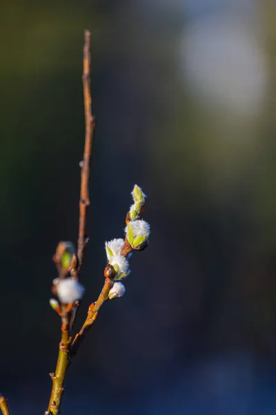 Pussy Willow Flowers Branch Spring Season Easter Spring Background — Stock fotografie