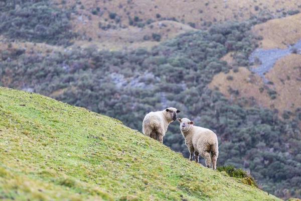 Sheeps Green Mountain Meadow Rural Scene — Stock Photo, Image