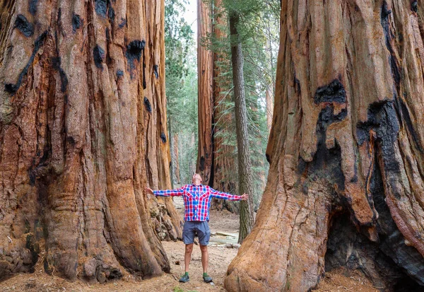 Krásný Les Obřích Sekvojí Kalifornii Usa — Stock fotografie