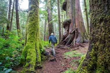 Sekoya ormanındaki patika.