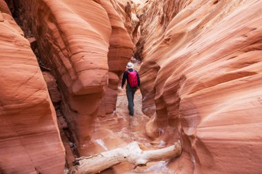 Utah, ABD 'deki Grand Staircase Escalante Ulusal Parkı' ndaki Slot Kanyonu. Utah çöllerinde alışılmadık renkli kumtaşı oluşumları yürüyüşçüler için popülerdir..