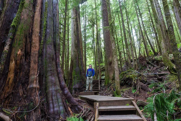 Percorso Nella Foresta Sequoia — Foto Stock
