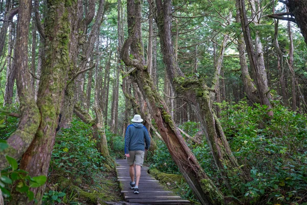 Caminho Floresta Sequoia — Fotografia de Stock