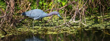 Everglades NP, Florida 'da mavi balıkçıl. Güzel vahşi hayvanlar ve kuşlar
