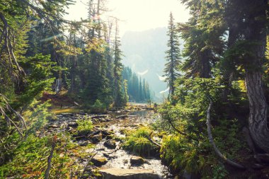 Fresh stream in high mountains