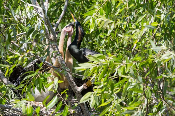 巣の中で雛とアメリカのAnhinga エバーグレーズ国立公園 フロリダ州 美しい野生動物 — ストック写真
