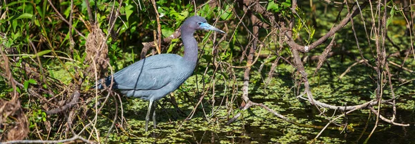 Garça Azul Everglades Florida Bela Vida Selvagem Animais Pássaros — Fotografia de Stock