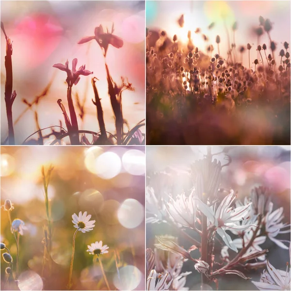 Different Flowers Collection Spring Theme Set — Stock Photo, Image