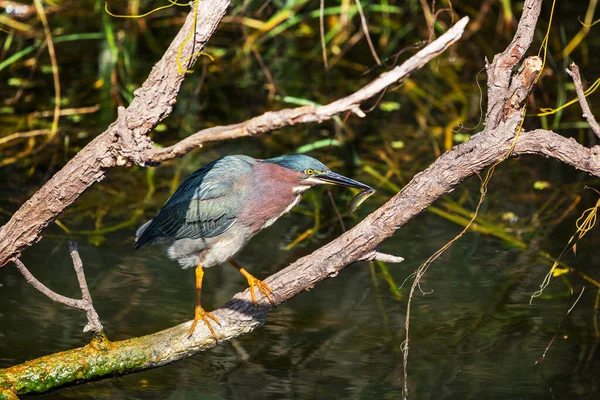 Green Heron Everglades National Park Florida — Fotografia de Stock