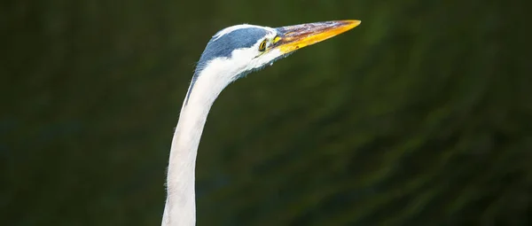 Heron Everglades Φλόριντα — Φωτογραφία Αρχείου