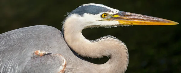 Heron Everglades Ben Florida — Stock Fotó