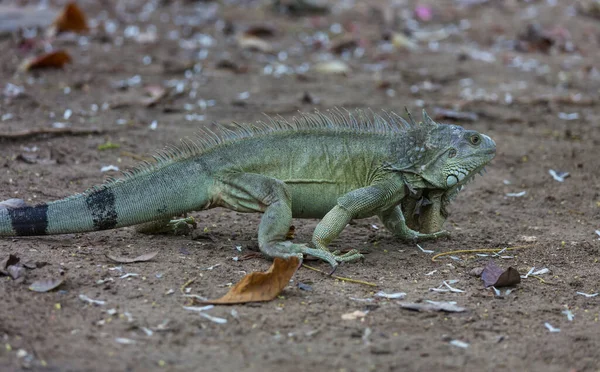 Wilder Grüner Leguan Costa Rica — Stockfoto