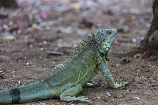 コスタリカの野生の緑のイグアナ — ストック写真